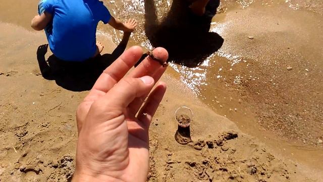 Лиманые черви, морские черви