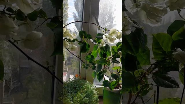 ЧЕМПИОН ЦВЕТЕНИЯ в холодное,темное время. смотреть онлайн