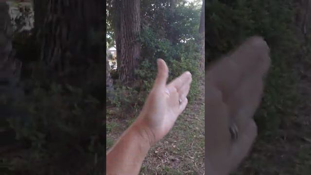 Nothing like the smell of a Gardenia bush in bloom смотреть онлайн