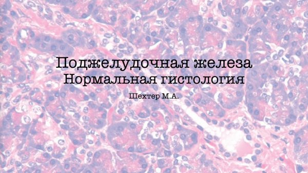 Поджелудочная железа нормальная гистология