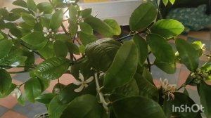 Подкормки лимонов для опыления, нормирование завязей