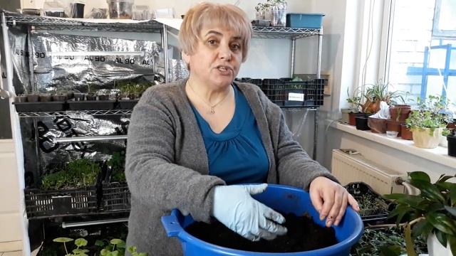 ПЕЛАРГОНИЯ ИЗ СЕМЯН. Садим-сеем. Мой опыт. смотреть онлайн