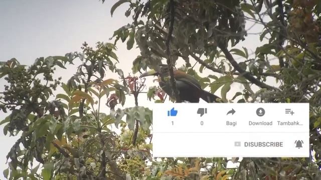 Pesona Burung Tukan Genus Andigena - Mountain Toucans - Genus 4