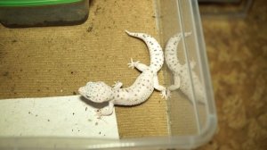 Разведение эублефаров в домашних условиях