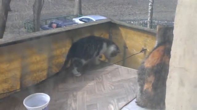 Падение котенка за тумбочку смотреть онлайн