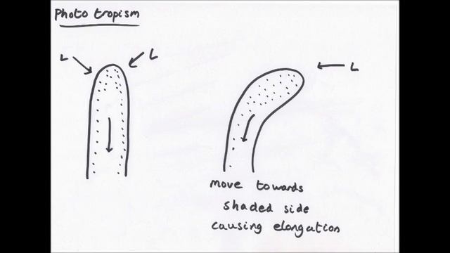 Plant Responses смотреть онлайн