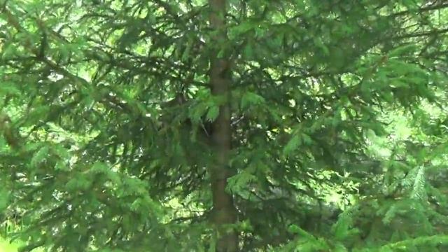 Дрозды. Гнездо. Наблюдение за птицами смотреть онлайн