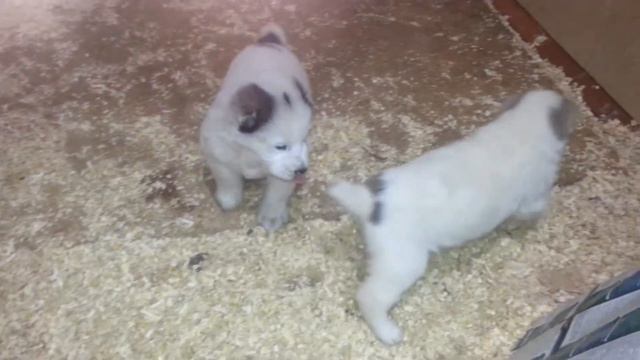 Щенки Караганды алабай Кайсы, 1 мес., январь 2018 г. смотреть онлайн