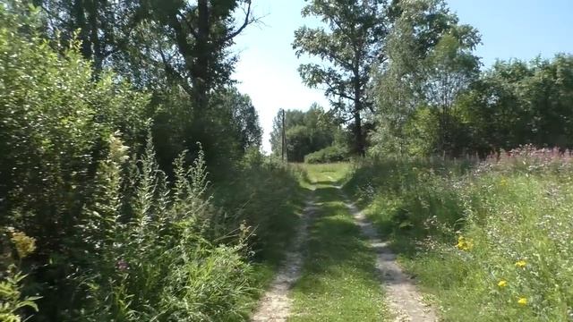 Заброшенный скит старообрядцев Улангерь. Старая мистическая сосна. В глубинке России. Место силы смотреть онлайн