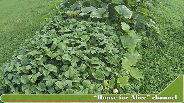 Высокая компостная грядка для участков с плохой почвой смотреть онлайн