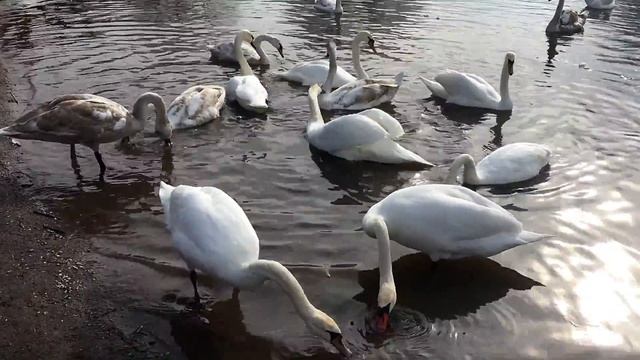 Лебеди на реке Западный Буг смотреть онлайн