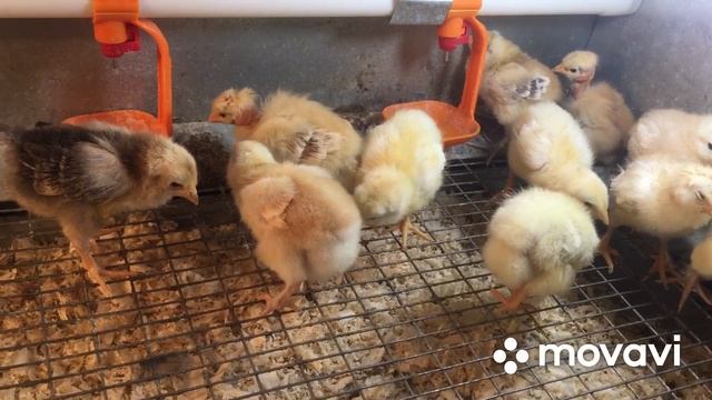 Содержание недельных цыплят смотреть онлайн