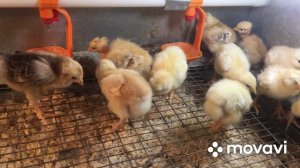 Содержание недельных цыплят