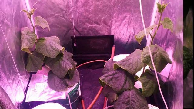 3.1 Огурцы на гидропонике в квартире, светодиодное освещение смотреть онлайн