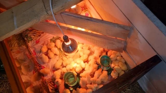 купил мелких ) больших небыло) смотреть онлайн