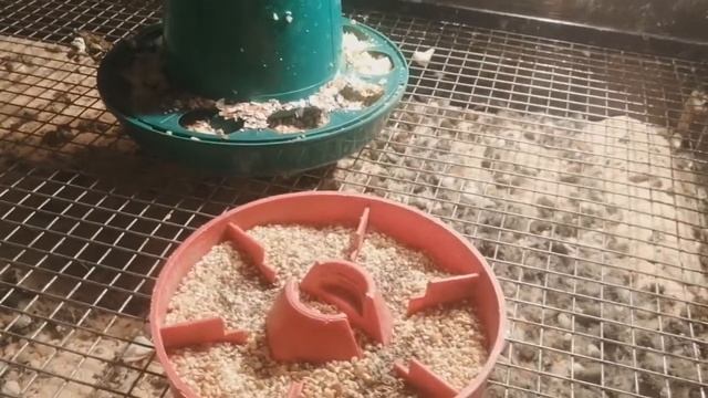 Цыплята ФАВЕРОЛЬ. ПРЕНОВОГОДНИЙ ЦЫПЛЕНОК ТАБАКА??? смотреть онлайн