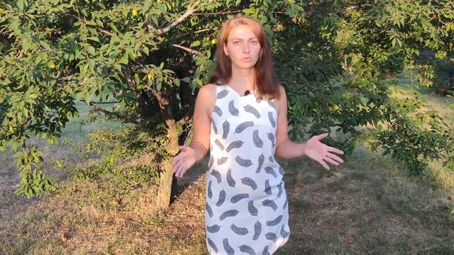 Работы садовода-огородника в Августе. Что можно посадить в Августе в огороде и в саду? смотреть онлайн