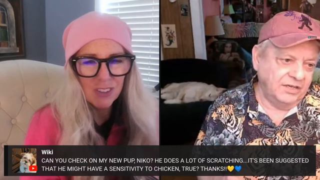 Animal Readings смотреть онлайн