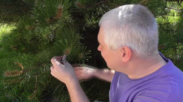 VLOG: Лесное видео из леса смотреть онлайн
