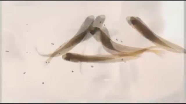 Agel OM3 смотреть онлайн