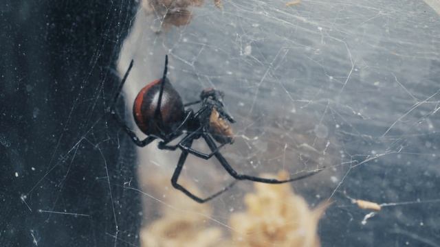 Spiders in Australia - How does a Spider EAT? (Redback Spider) Ep 2 смотреть онлайн