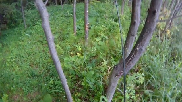 Верхне выйский пруд. Рыбалка под берегом в траве. 15.07.2017 смотреть онлайн