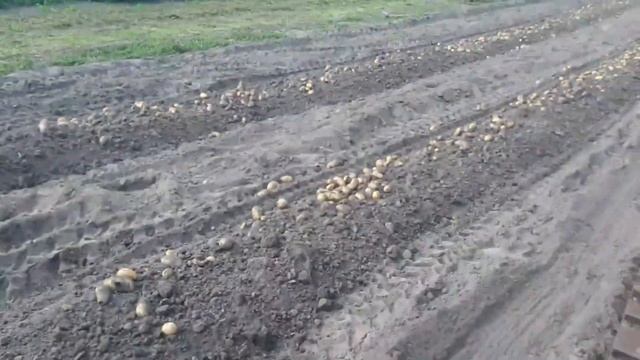 Копка картошки транспортной копалкой 2023 Сентябрь смотреть онлайн