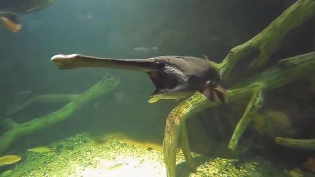 Воронежский океанариум 2019 / Voronezh Oceanarium (ремастеринг, переиздание) смотреть онлайн
