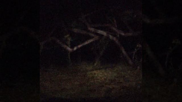 ВСЕ монстры и существа Тревора Хендерсона / Анимация фото смотреть онлайн