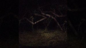 ВСЕ монстры и существа Тревора Хендерсона / Анимация фото