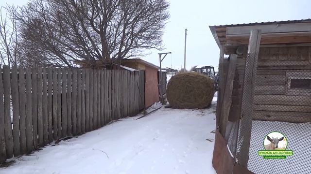 Посылка от друзей канала/Сено/Ослик/Козы смотреть онлайн