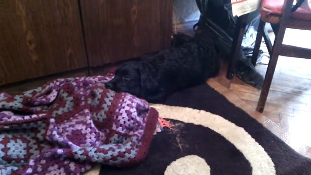 Щенок лабрадора бесится. часть1. смотреть онлайн