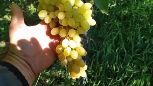 Кишмиш Столетие 2022