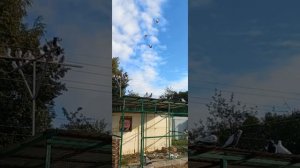 Таджикские бойные голуби!!! Просили показать на земле , поближе. Tajik-Tajikistan pegions!