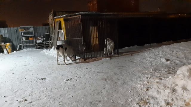Бугай Алабай. Про телячьи нежности, про Тик Ток и новый телефон, про первую собаку и начало 90х. смотреть онлайн