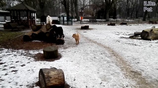Камерунская коза Достоинства и недостатки на ilikepet смотреть онлайн