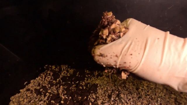 Cheap quick premade worm bedding | Speed up worm castings. #vermicomposting #wormbedding смотреть онлайн