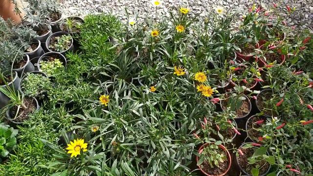 Ассортимент и цены. Сентябрь 2019. смотреть онлайн