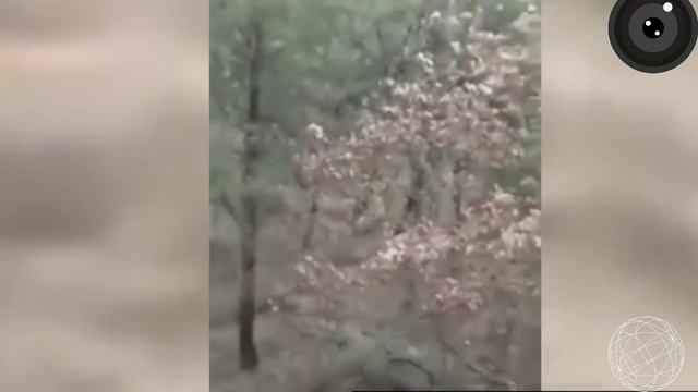 5 Неизвестных науке существ снятых на камеру.