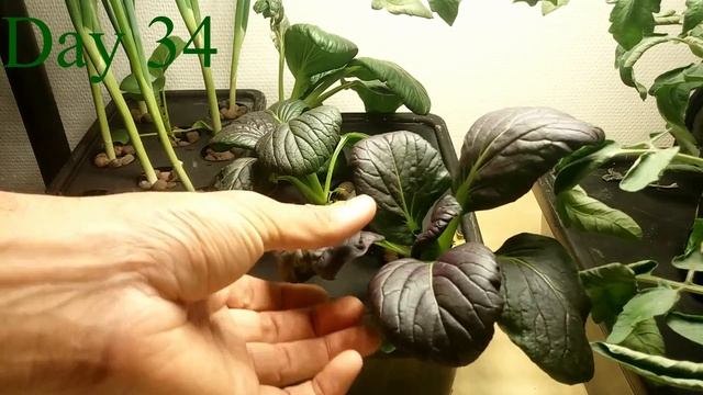 Hydroponic Pak Choi Seed To Harvest смотреть онлайн
