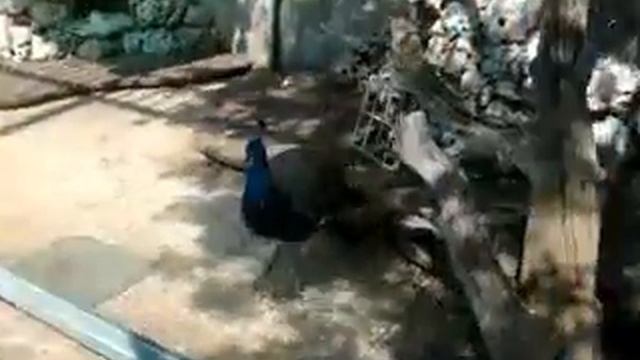 МОЖЕТ ЛИ ПАВЛИН ЛЕТАТЬ? смотреть онлайн