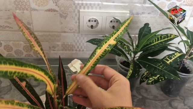 КРОТОНЫ Gold Moon ПОСЛЕ БОРЬБЫ С КЛЕЩОМ. Редкий сорт кротона Rex в коллекцию. смотреть онлайн