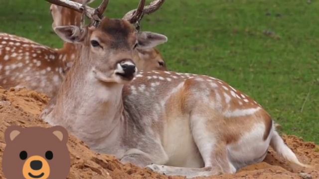 Знакомимся с ЛЕСНИМИ ЖИВОТНЫМИ А родители пока перейдут по ссылке ? смотреть онлайн