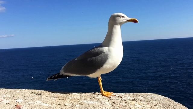 Monaco Ночёвка под пальмами в Монако обзор города Монте карло Monte Carlo  дорогая страна Европы