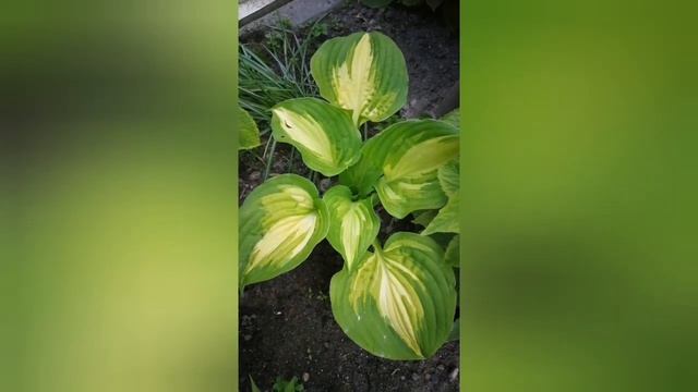 Луки и эти незаменимые хосты!!! смотреть онлайн