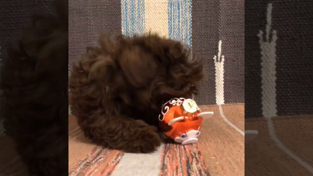 Щенок русской цветной болонки ⚠️ Авеста Вива Яшка Растеряшка 💛 2 месяца смотреть онлайн