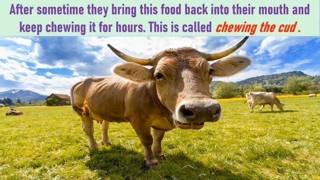 Animals and their eating habits|| Class 3 || Feeding habits of animals || Science смотреть онлайн
