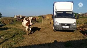 АЙРШИРСКАЯ ПОРОДА КОРОВ. КОРМ ДЛЯ КОРОВ