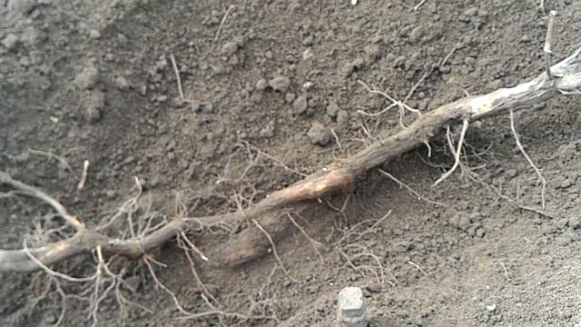 Исправляю ФОРМИРОВКУ старого куста винограда. Удаление росяных корней. КАТАРОВКА винограда.