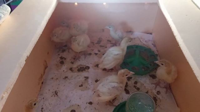 белая широкогрудая лёгкая! смотреть онлайн